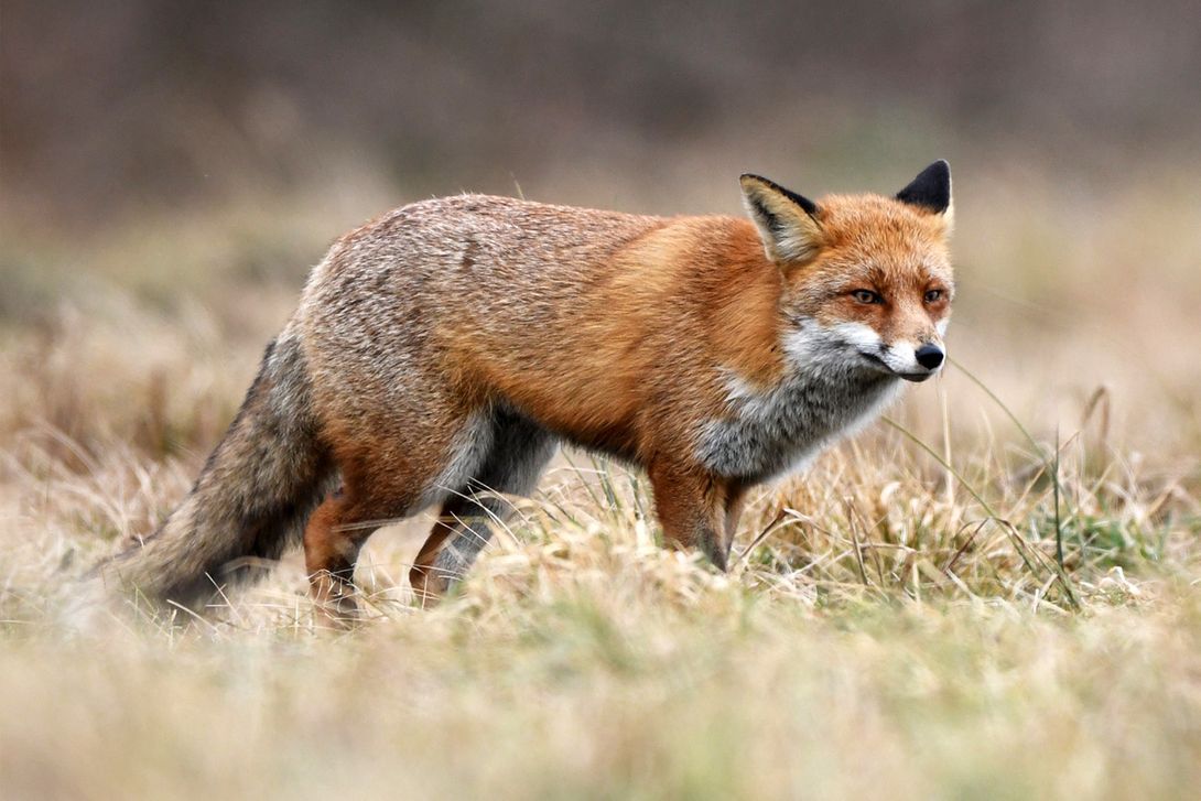 Fox Lures